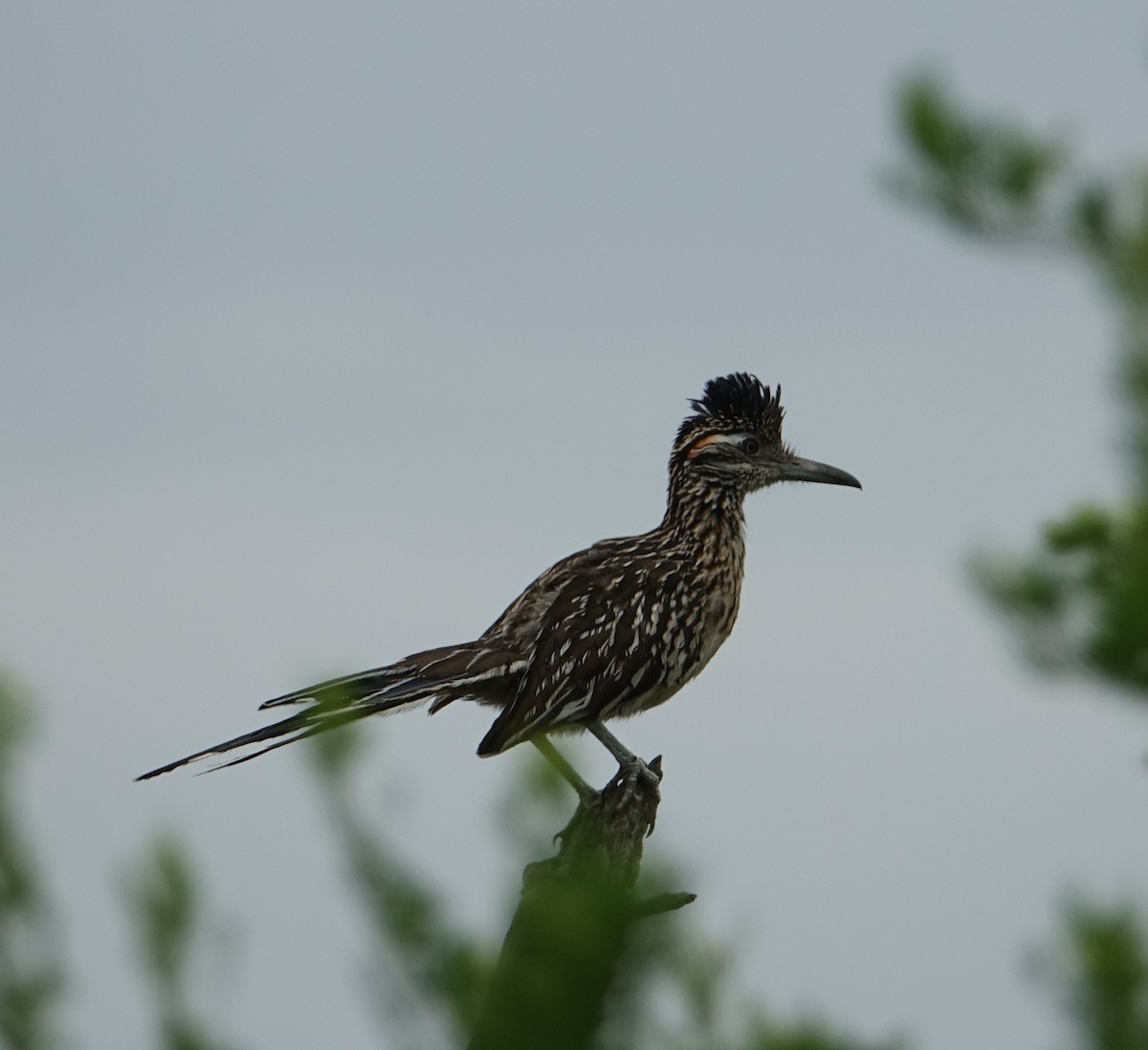 kukačka kohoutí - ML168447411