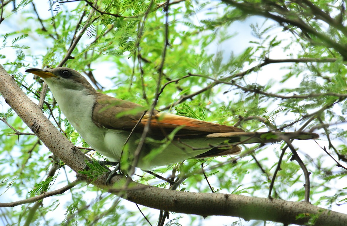 kukačka dešťová - ML168447991