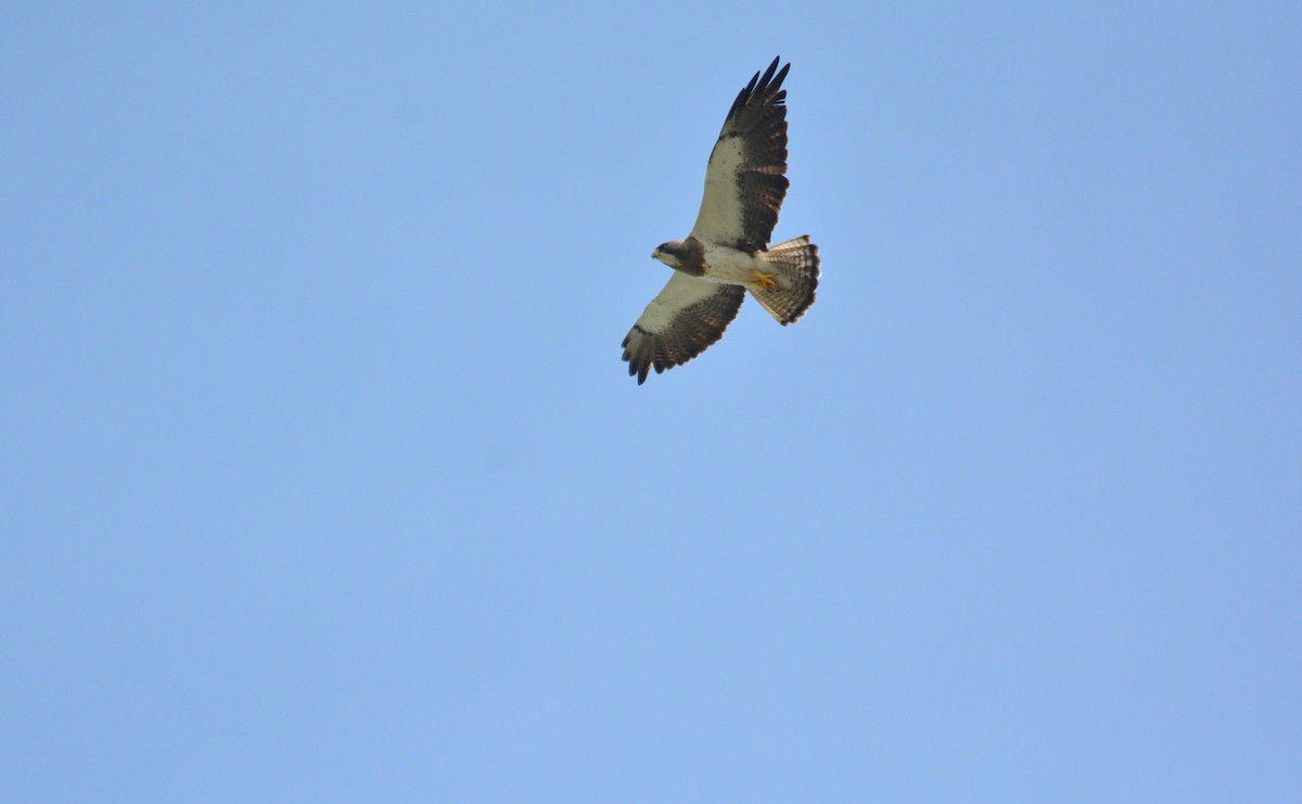 káně bělohrdlá - ML168448051