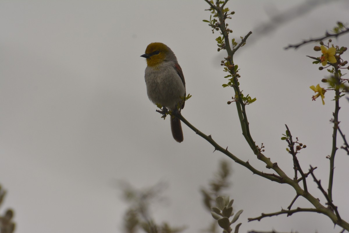 moudivláček žlutohlavý - ML168448491