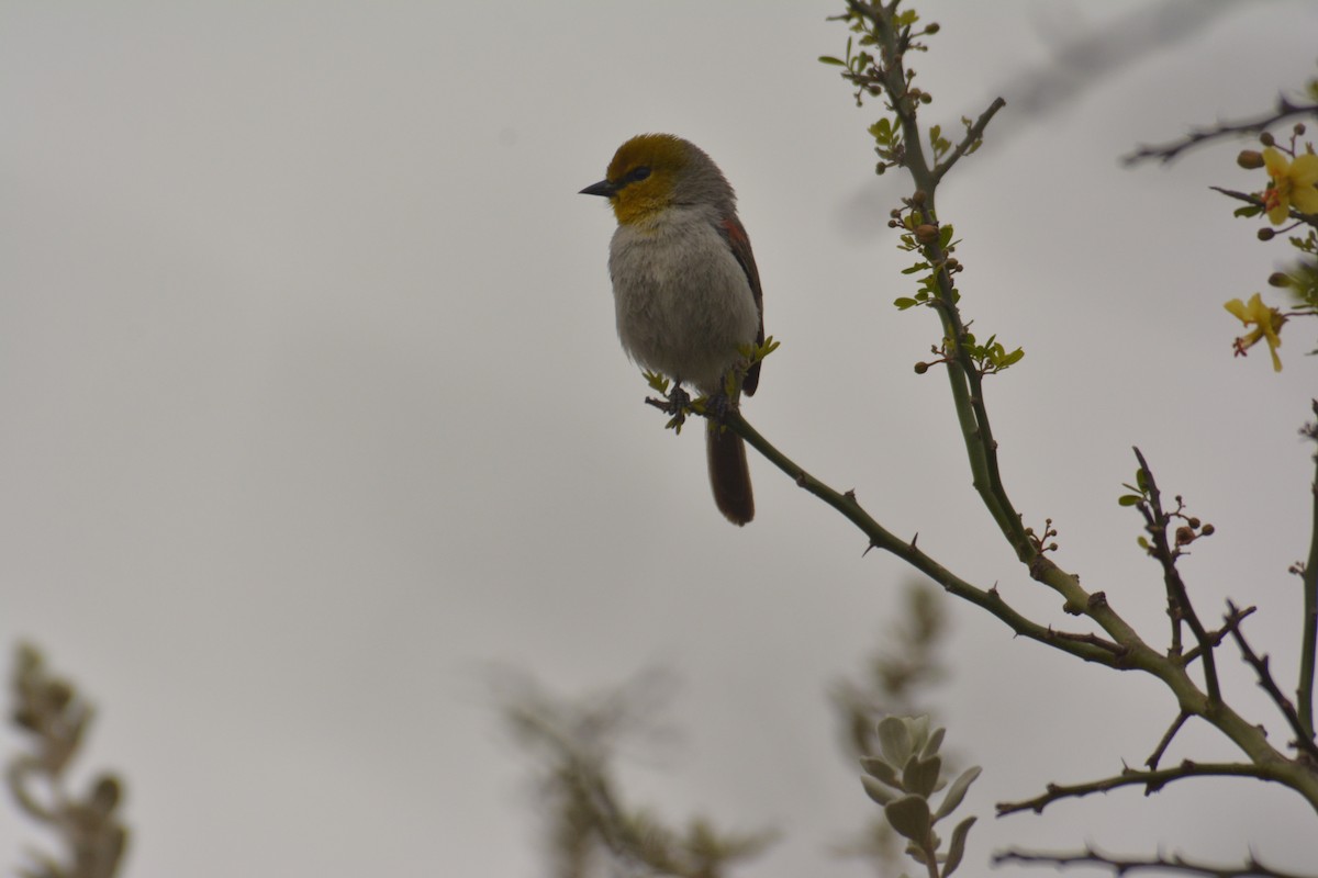 moudivláček žlutohlavý - ML168448511