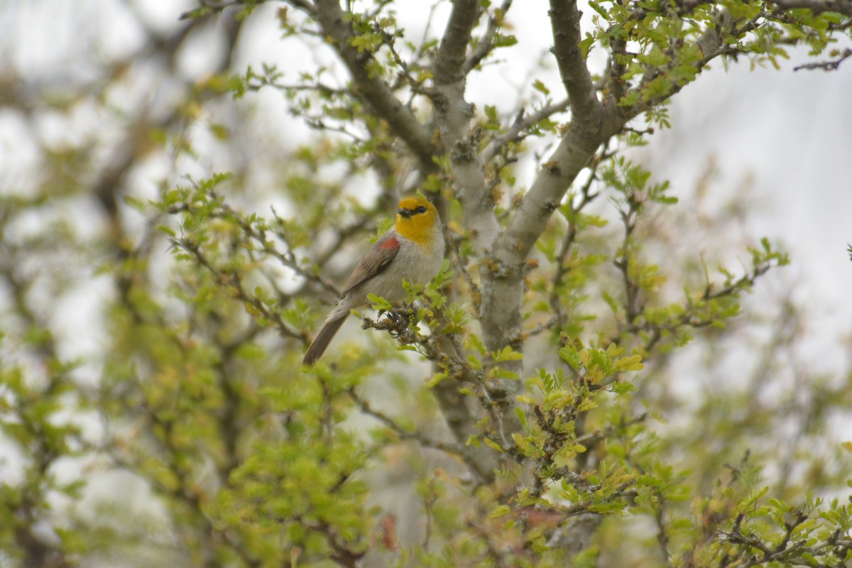 moudivláček žlutohlavý - ML168448561