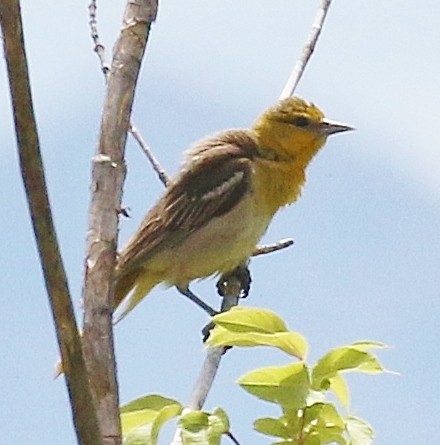 ML168448771 - Bullock's Oriole - Macaulay Library