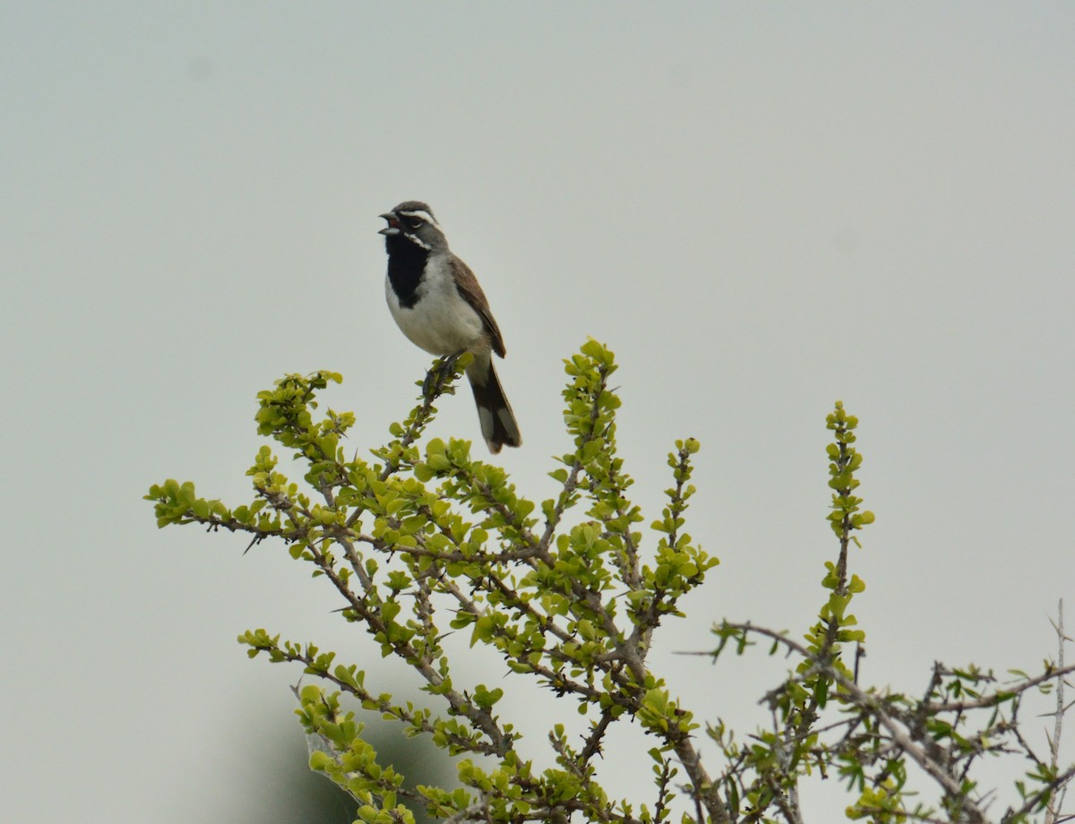Black-throated Sparrow - ML168448941