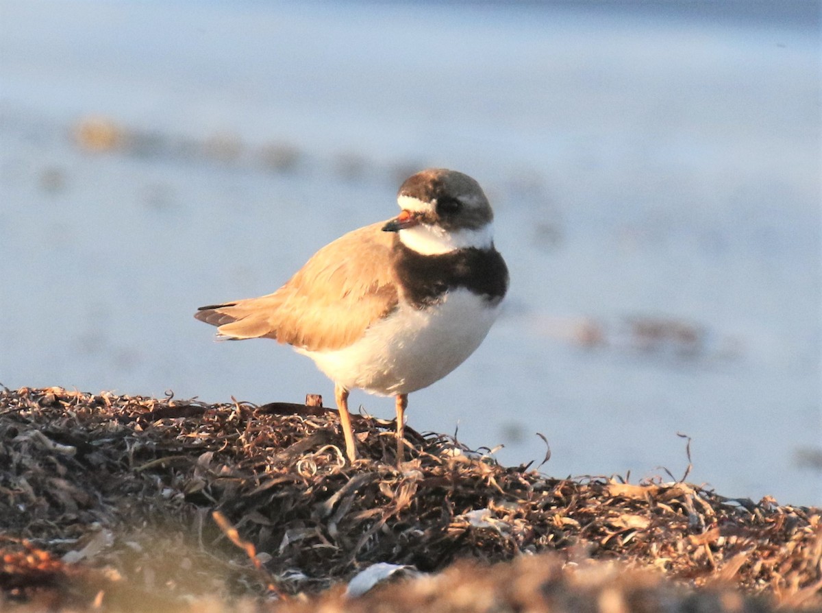 Common Ringed Plover - ML168449191