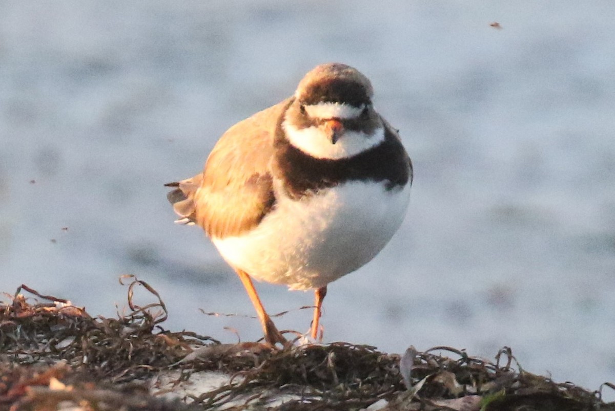 Common Ringed Plover - Blair Bernson