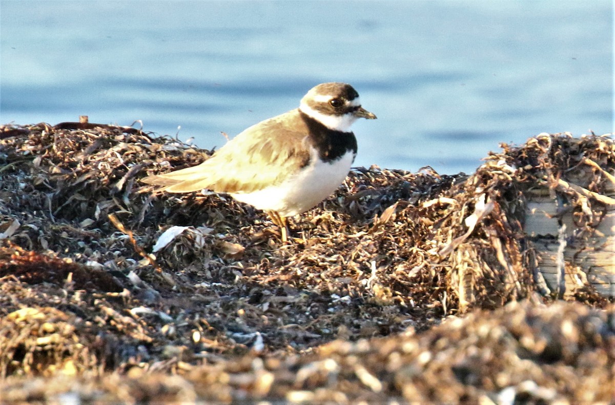 Common Ringed Plover - ML168449231
