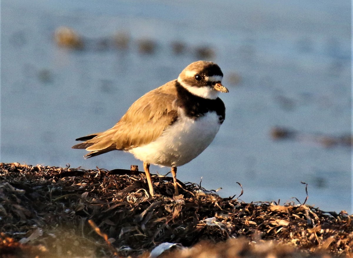 Common Ringed Plover - ML168449251