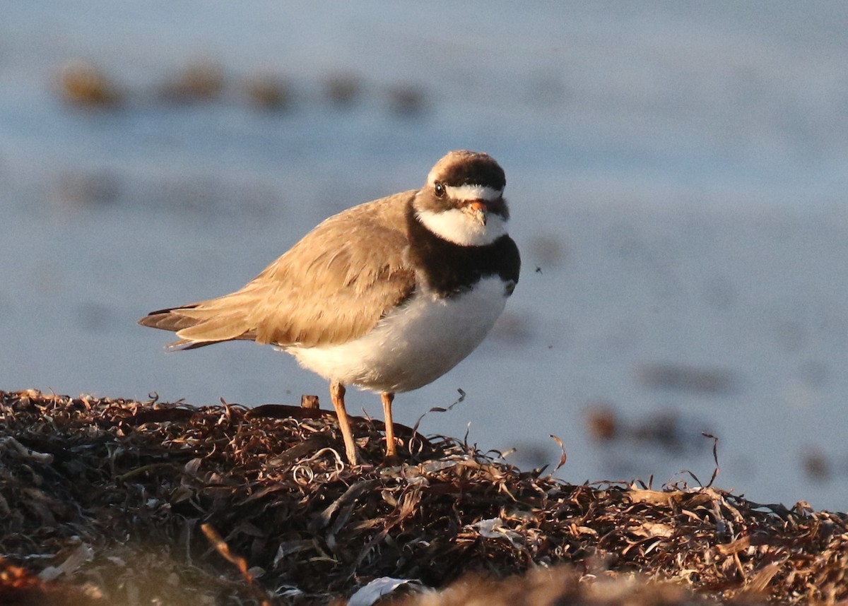 Common Ringed Plover - ML168449261