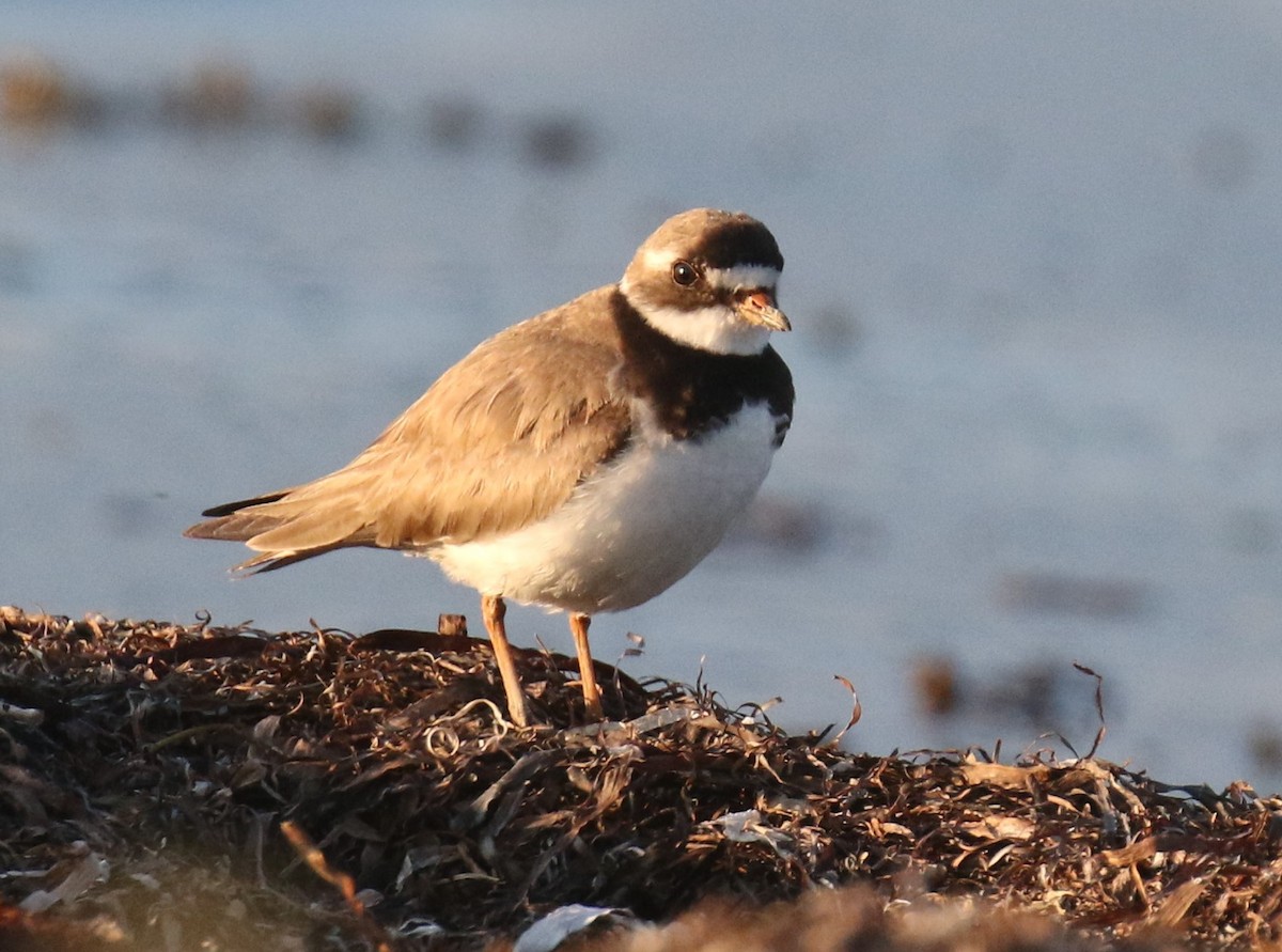 Common Ringed Plover - ML168449271