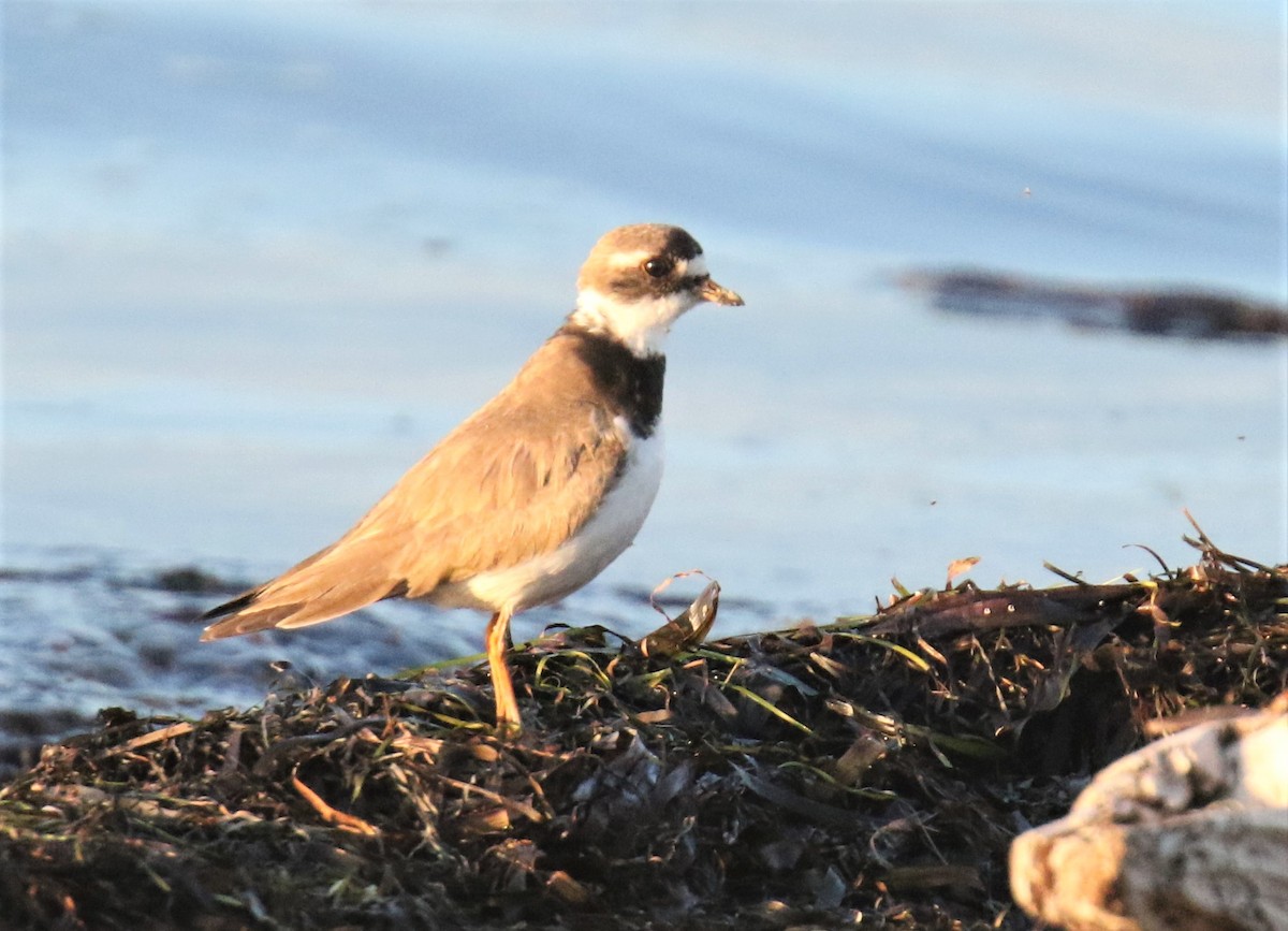 Common Ringed Plover - ML168449281