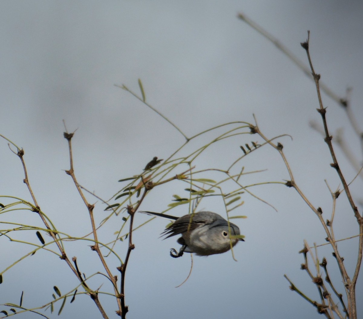 leskot modrošedý - ML168450001