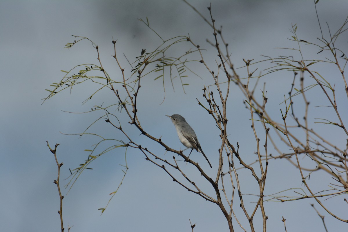 leskot modrošedý - ML168450131