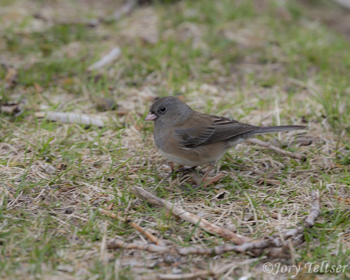 eBird Checklist - 23 Apr 2019 - Long Point--Tip - 1 species