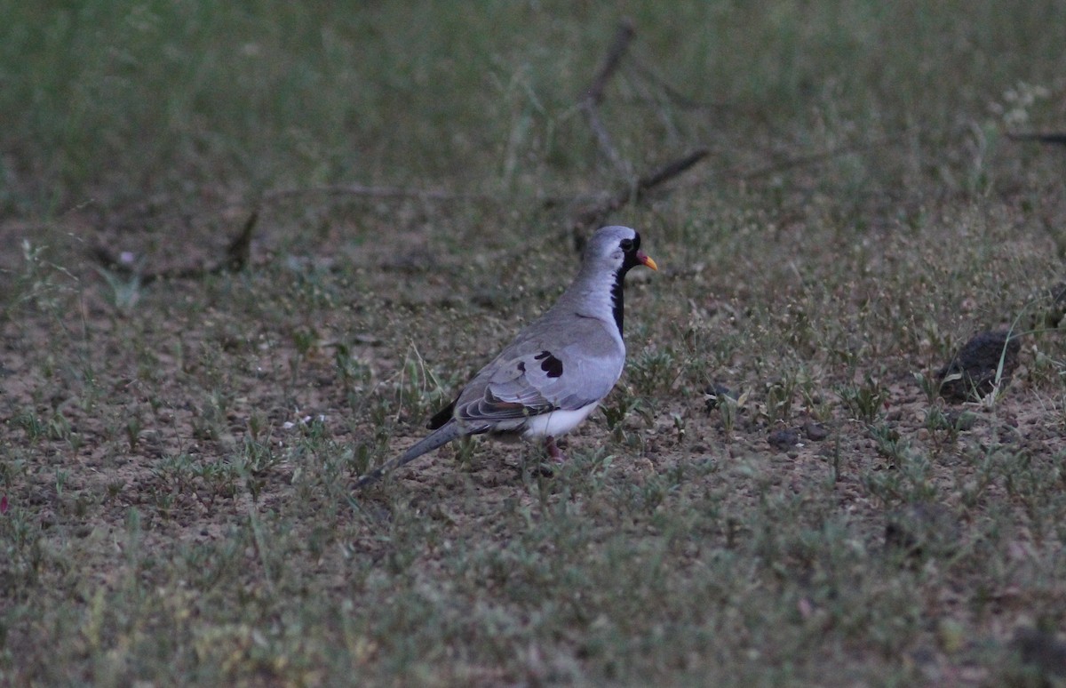 Namaqua Dove - ML168454291