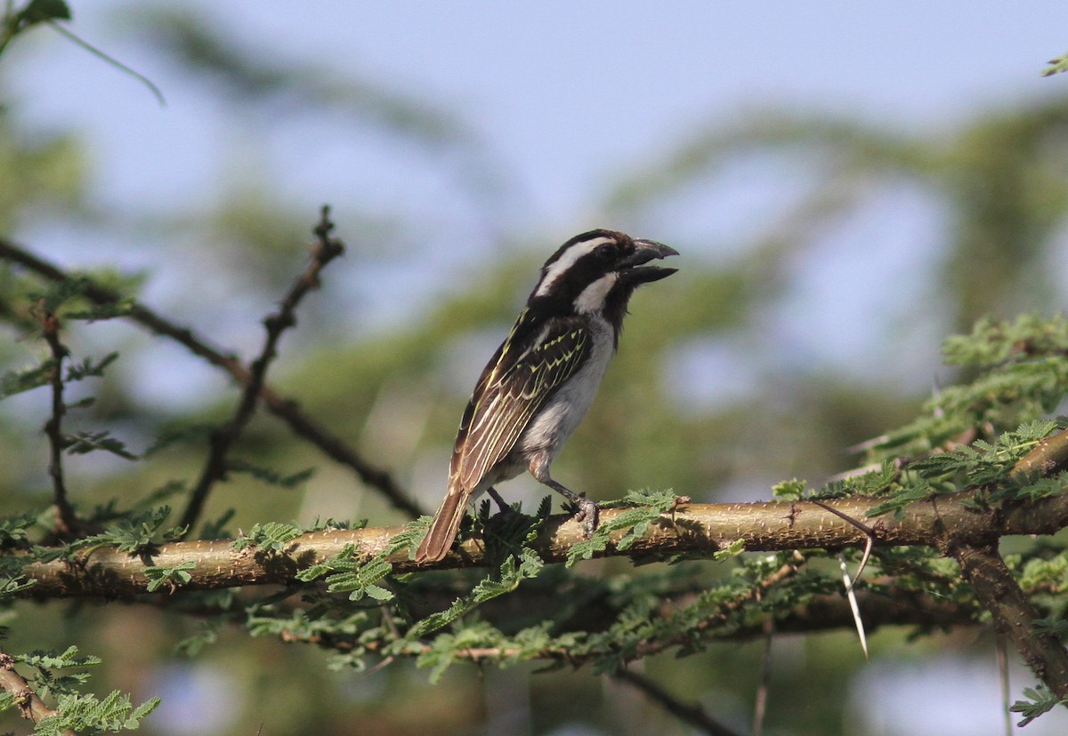 Black-throated Barbet - ML168454381