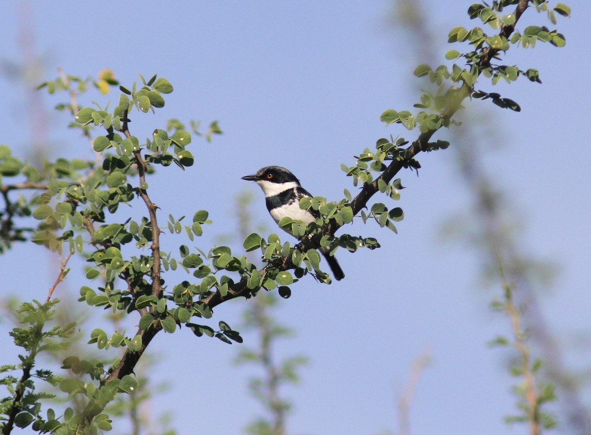 Pygmy Batis - ML168454411