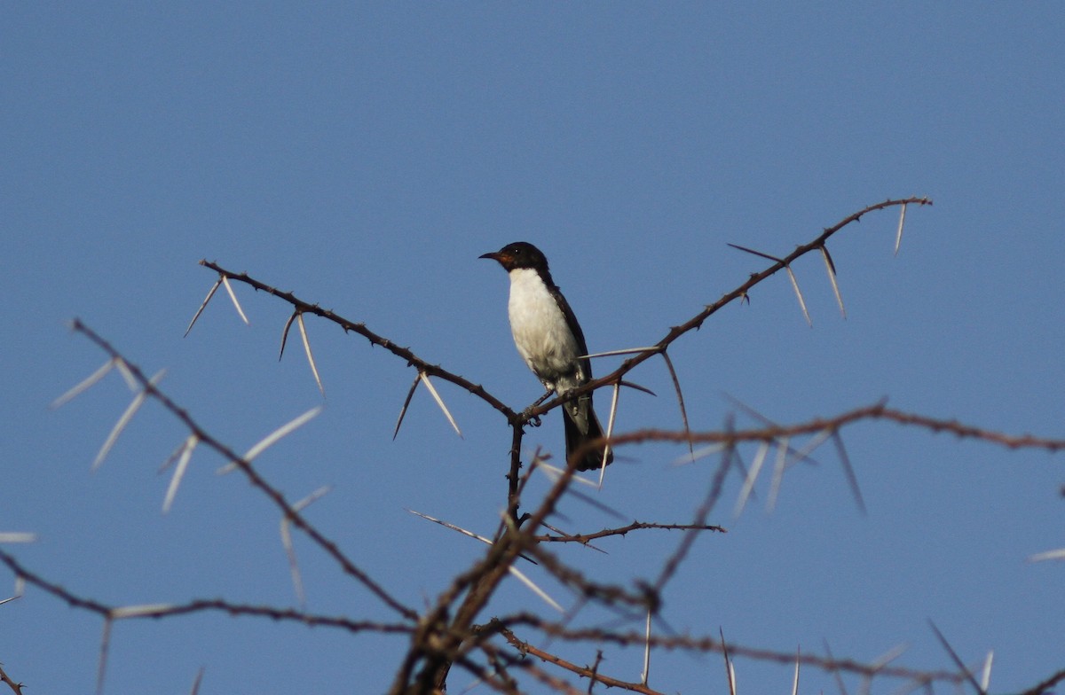 Eastern Violet-backed Sunbird - ML168454461