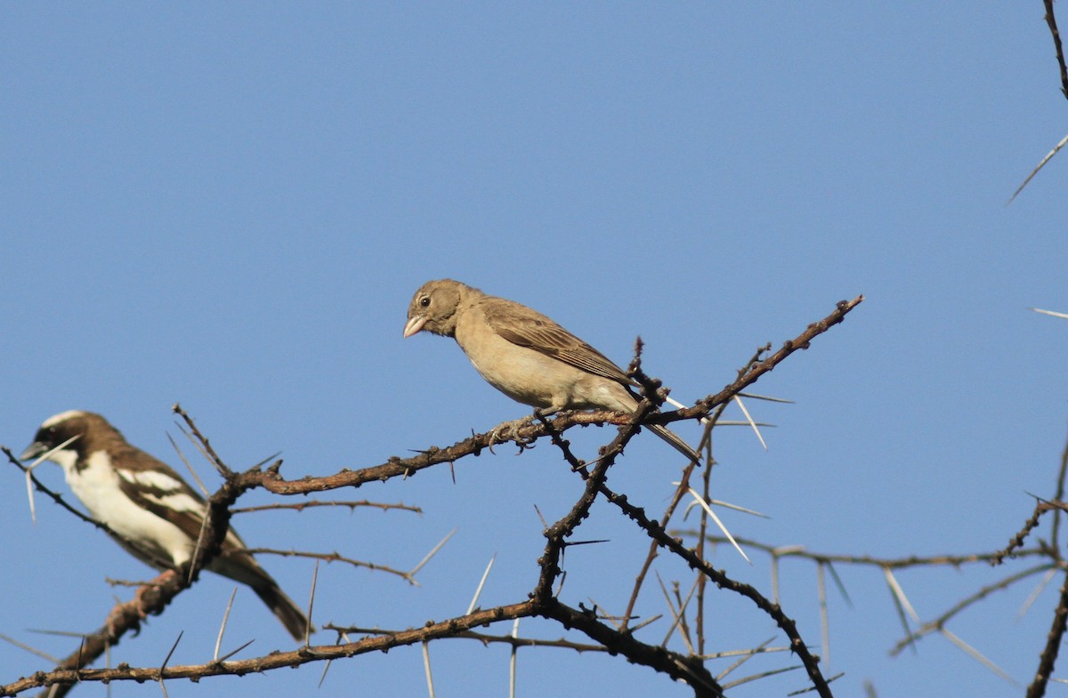 Parrot-billed Sparrow - ML168454501