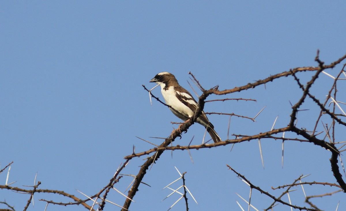 White-browed Sparrow-Weaver - ML168454511