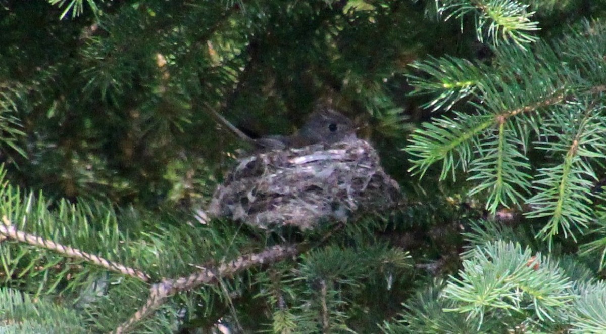 Least Flycatcher - ML168456941