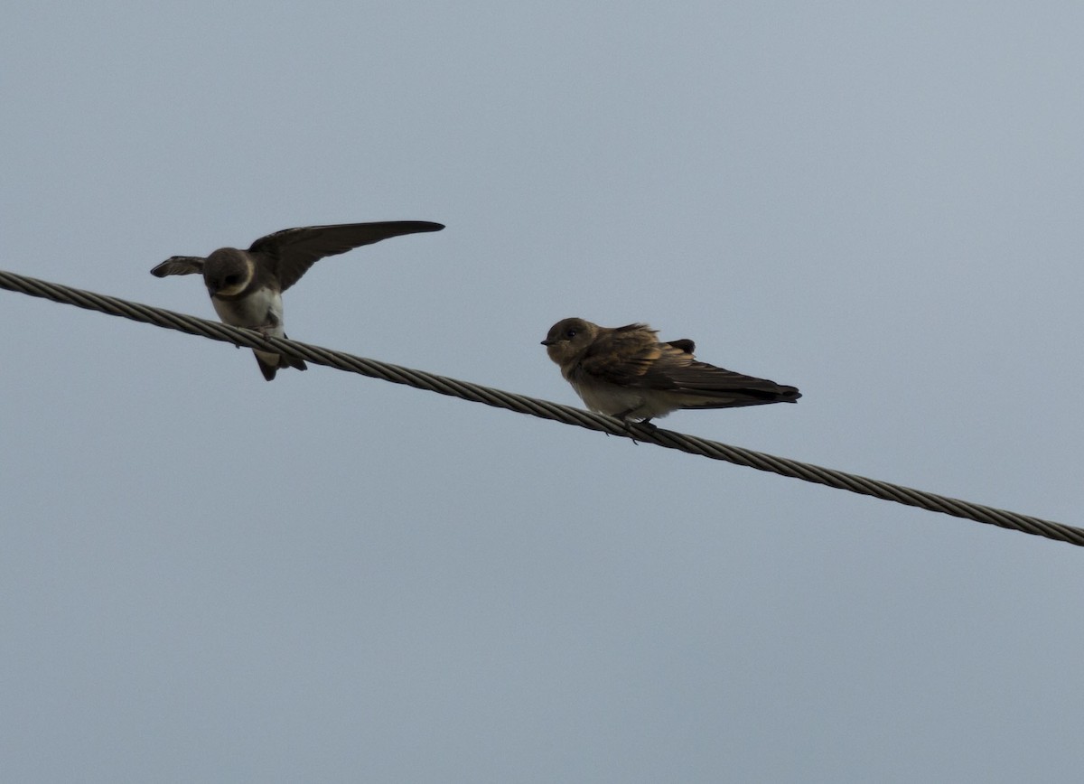 Northern Rough-winged Swallow - ML168457271