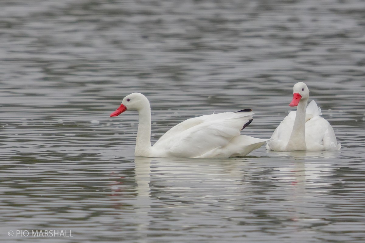 Coscoroba Swan - ML168457451