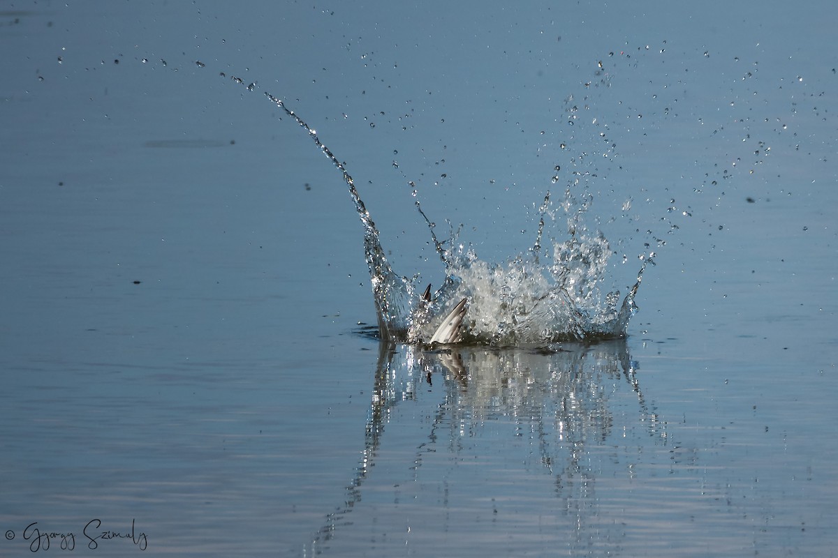 Common Tern - ML168457521