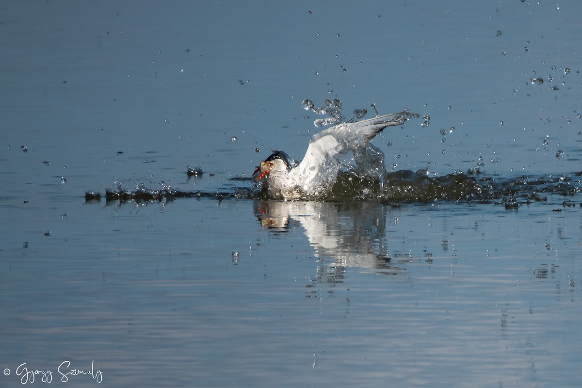 Common Tern - ML168457531