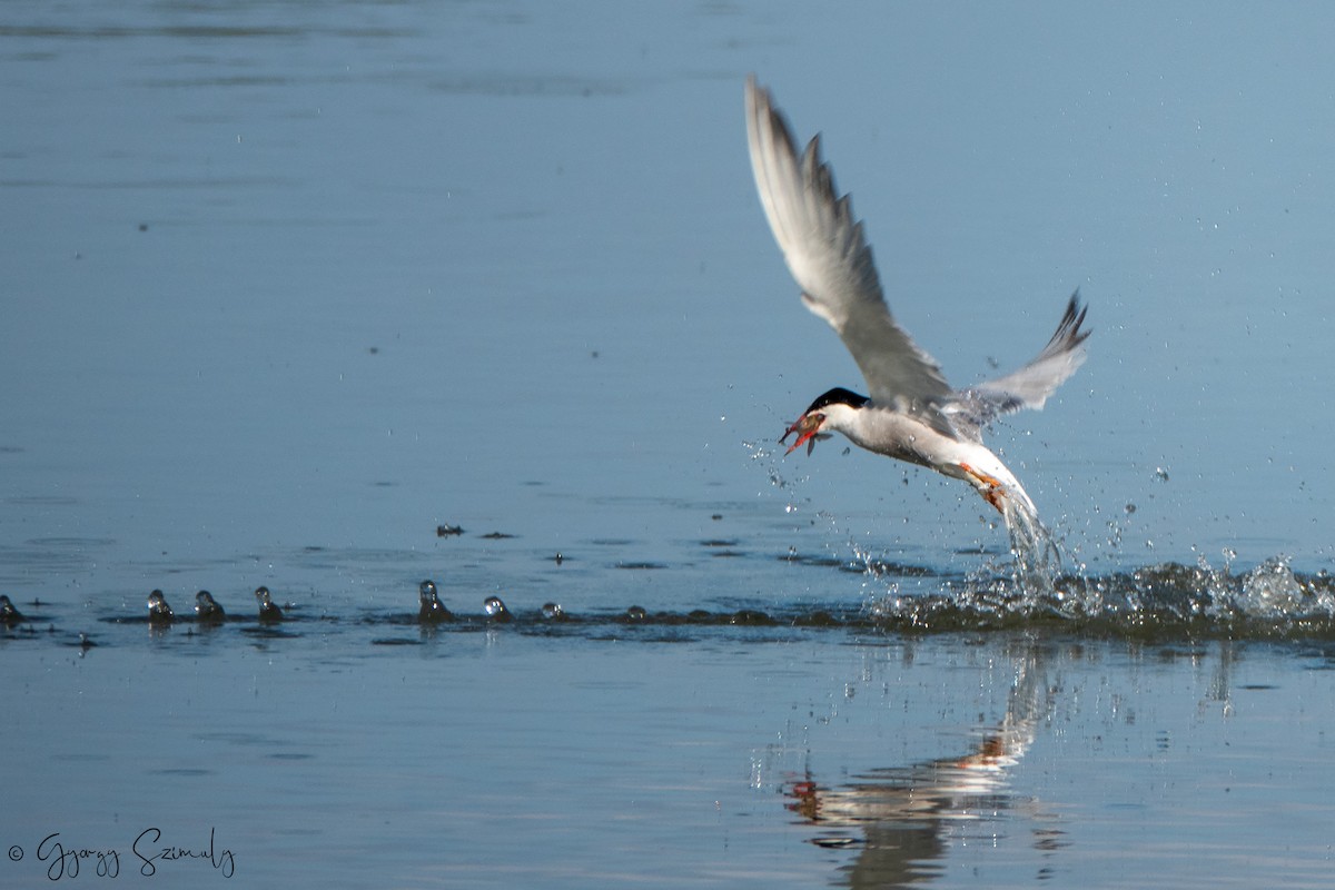 Common Tern - ML168457541