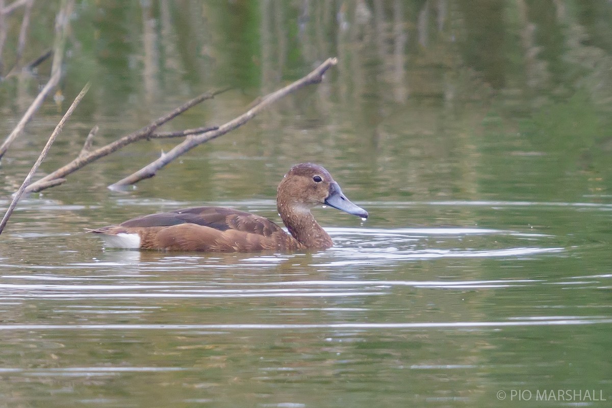 Rosy-billed Pochard - ML168458041