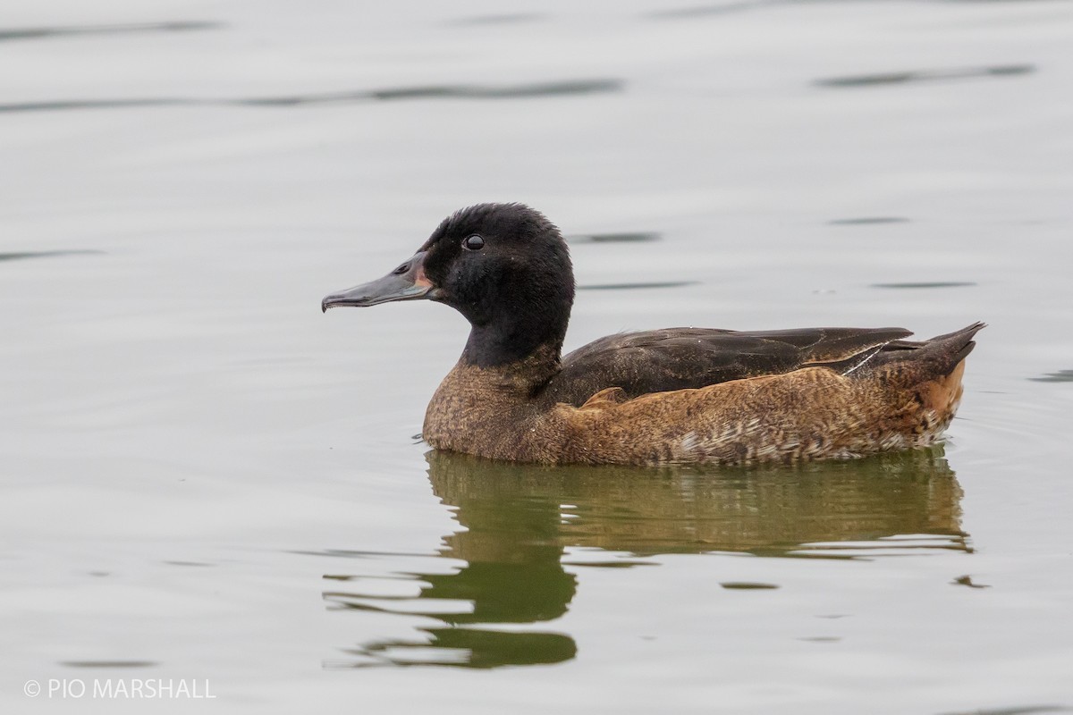 Black-headed Duck - ML168458211