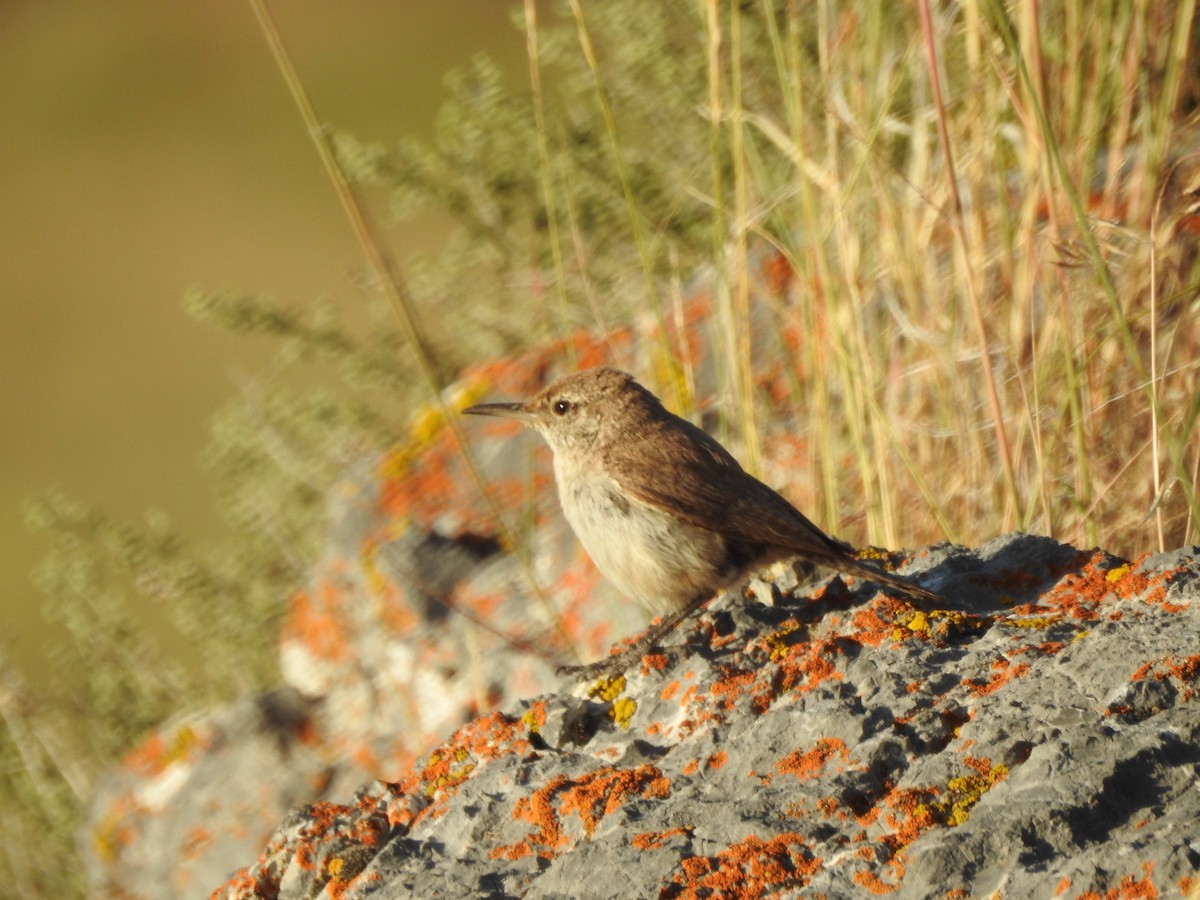 Rock Wren - ML168458281