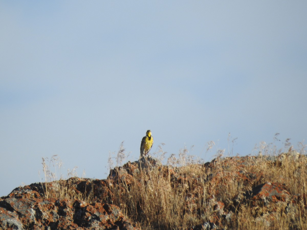 Western Meadowlark - ML168458291