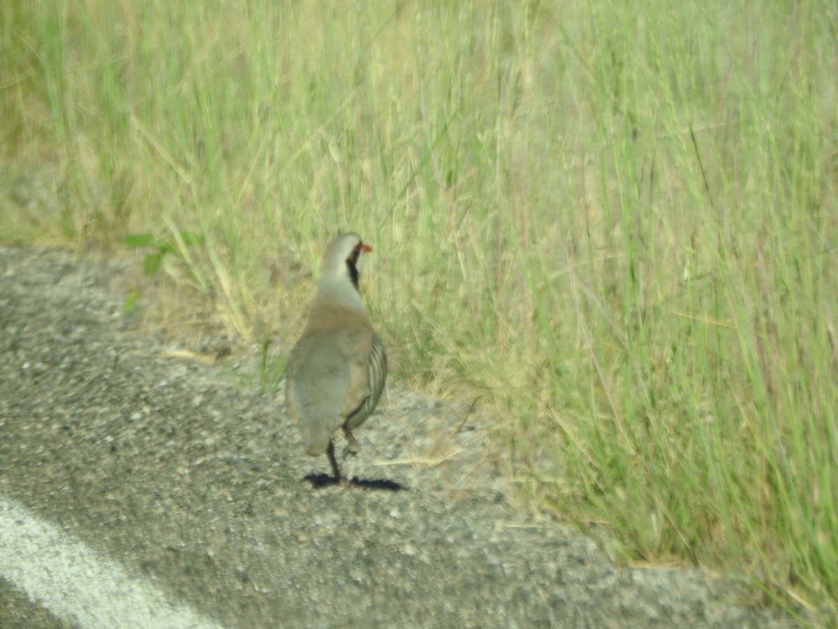 Chukar - ML168458381