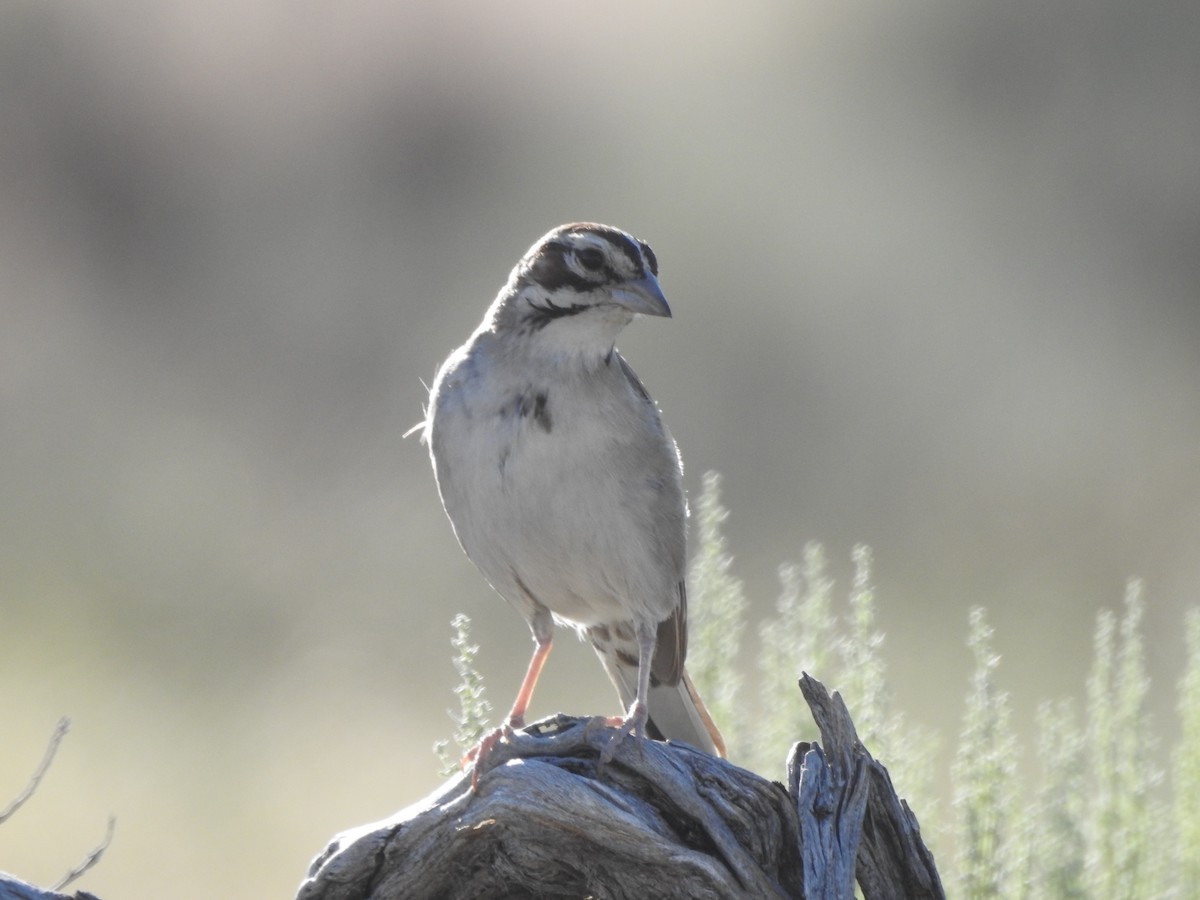 Lark Sparrow - ML168458411