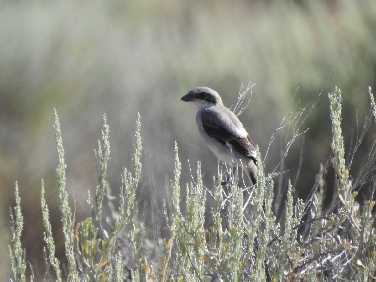 Loggerhead Shrike - ML168458461