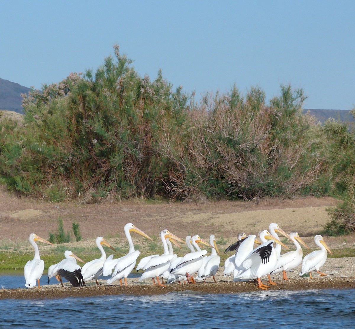 American White Pelican - ML168460991