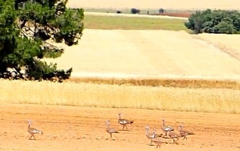 Great Bustard - jose emilio lafuente muñoz