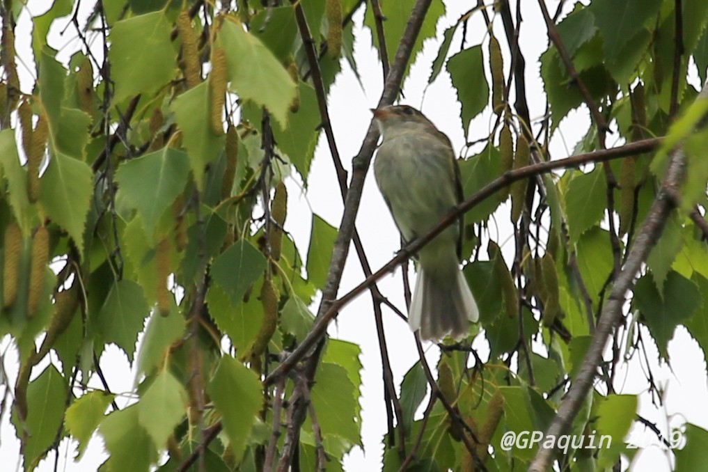 Alder Flycatcher - ML168462441