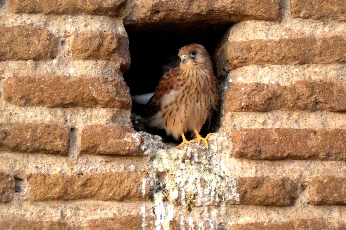 Lesser Kestrel - Francisco Vizcaíno