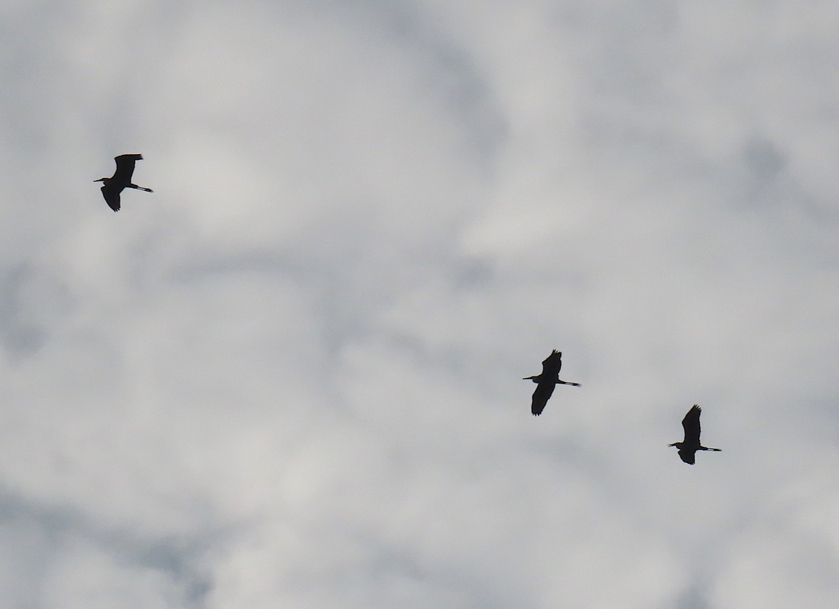 Great Blue Heron - ML168463581