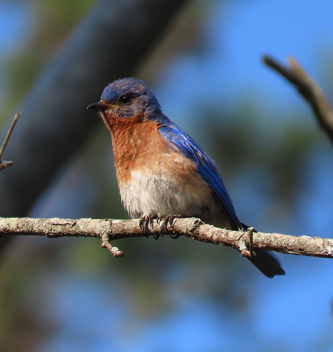 Eastern Bluebird - Lori White