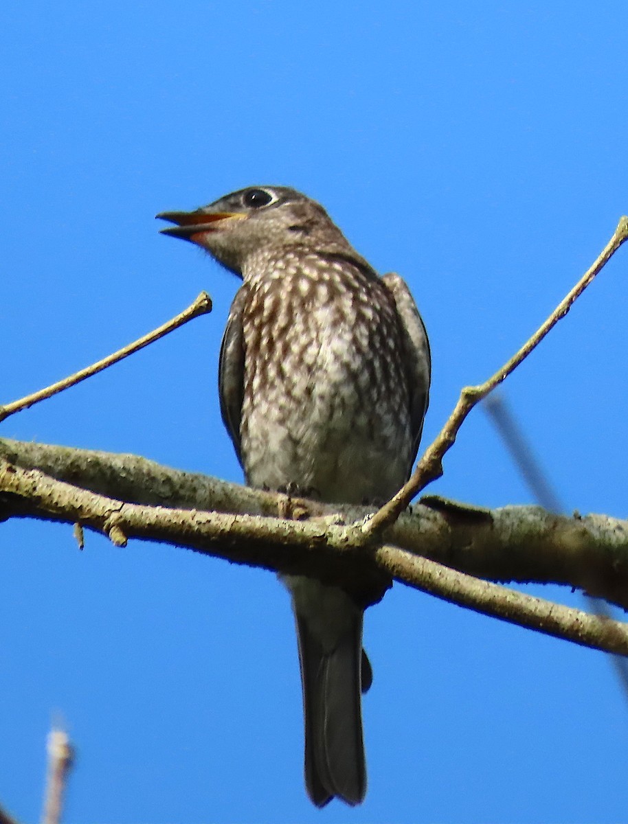 Eastern Bluebird - ML168463601