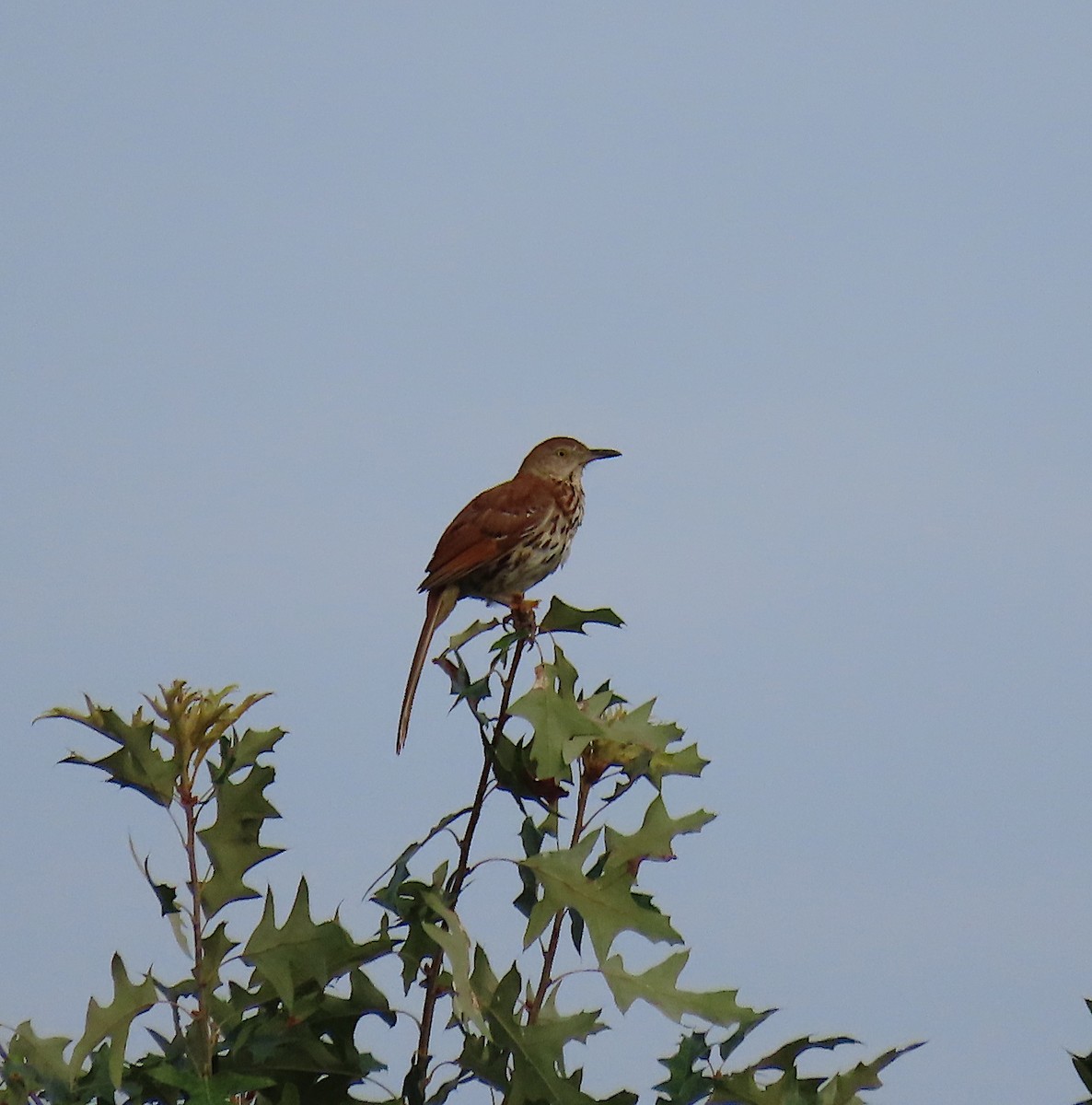 Brown Thrasher - ML168463621