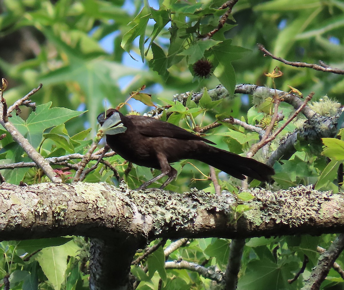 Common Grackle - ML168463661