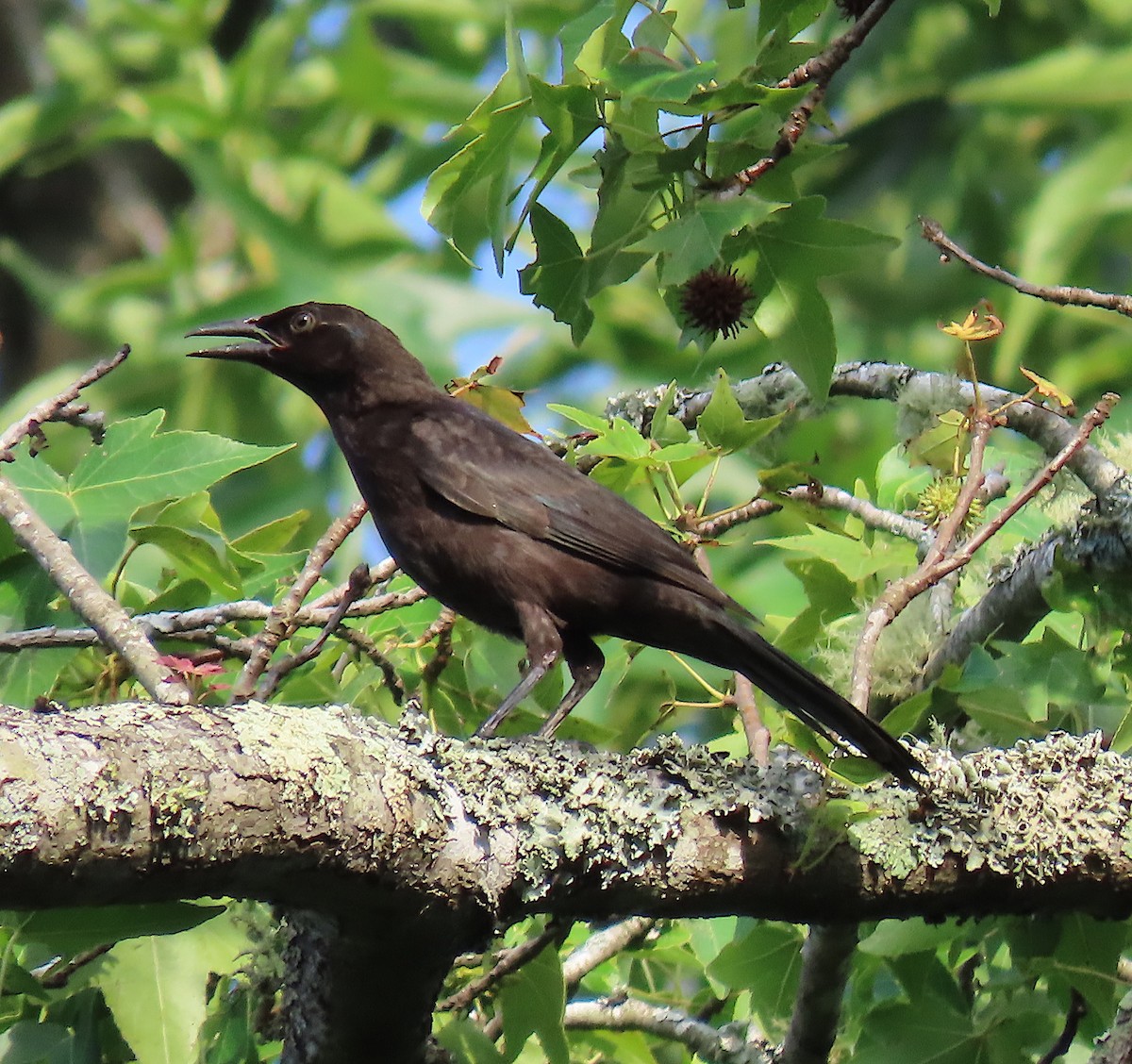 Common Grackle - ML168463671