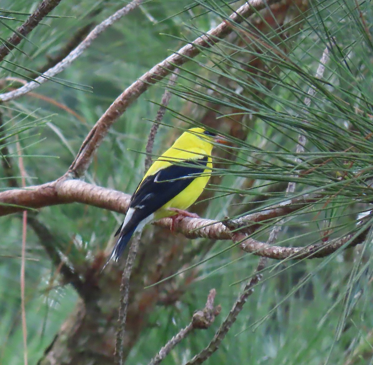 American Goldfinch - ML168463701