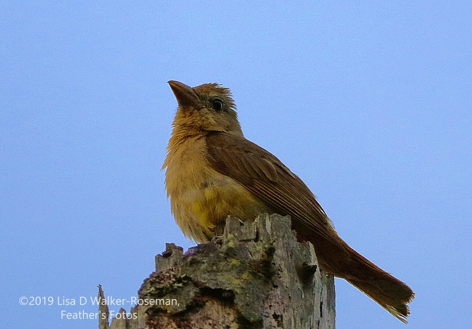 Summer Tanager - ML168464001