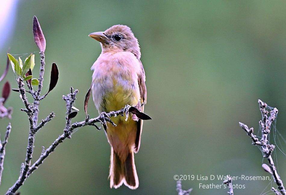 Summer Tanager - ML168464021